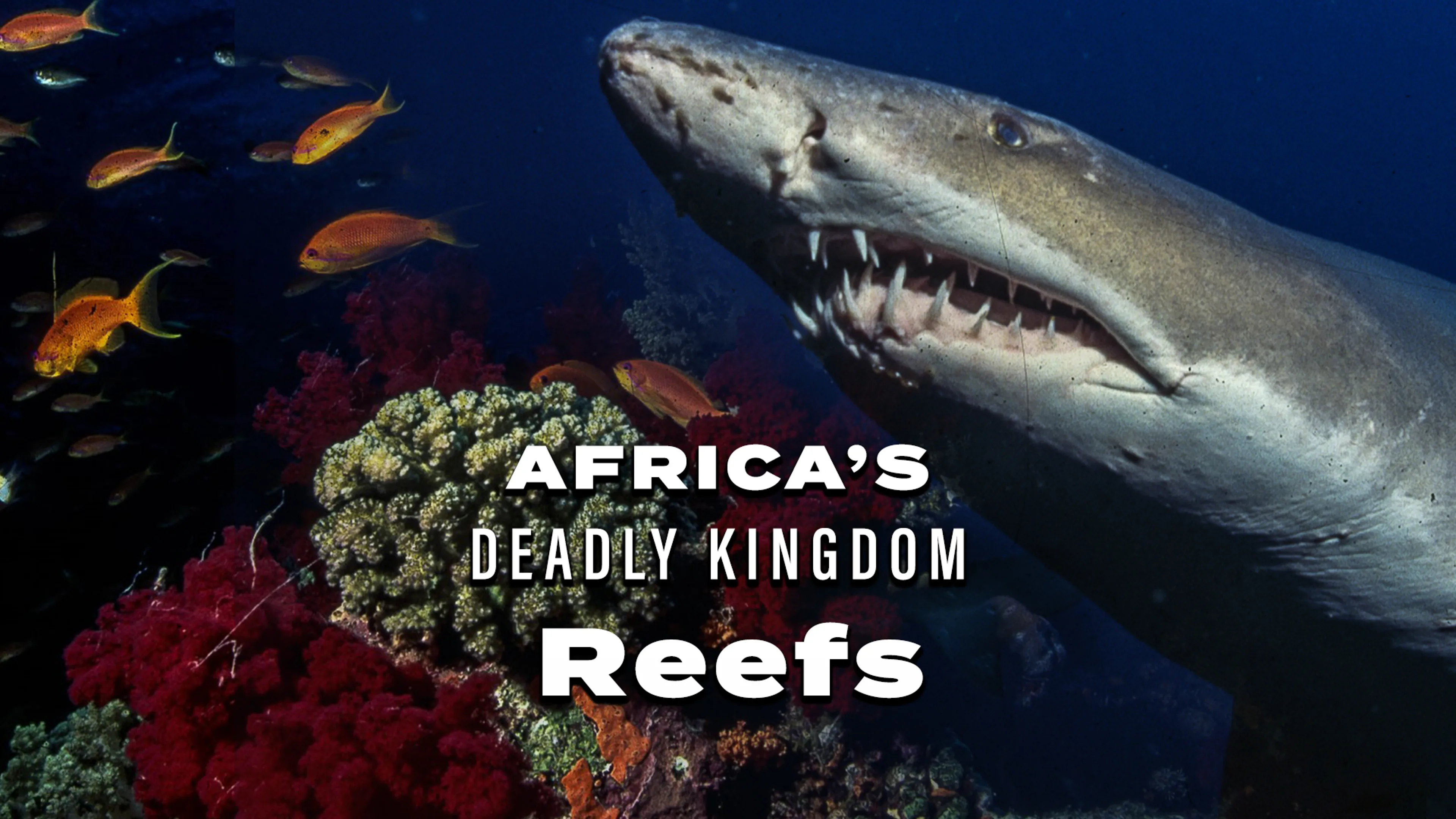 Africa’s Deadly Kingdom: Reefs poster